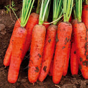 Five-Inch Ginseng Carrot Seeds, 10g