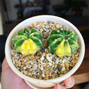 Echinopsis subdenudata Variegata Live Cactus