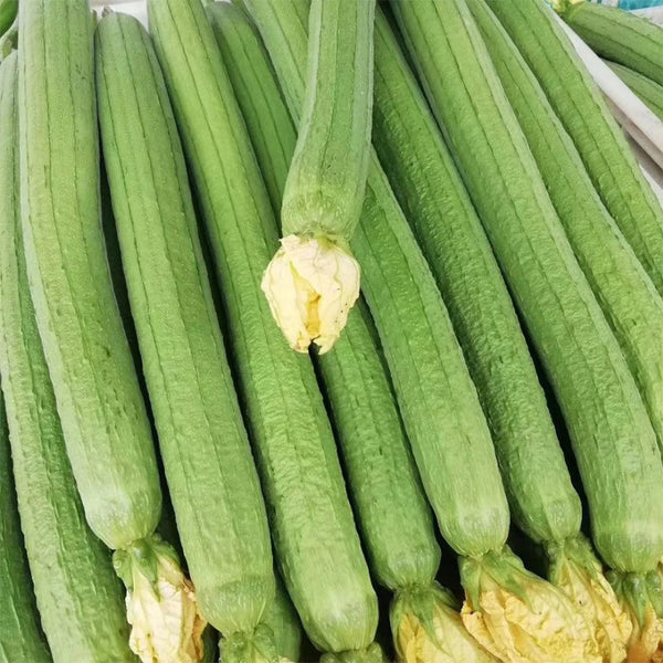 Thailand Medium Green Luffa, 100 Seeds