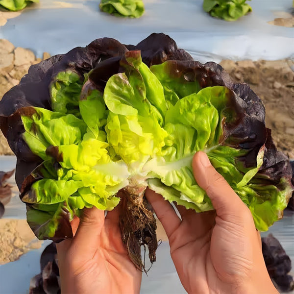 Coffee-colored Butter Lettuce Seeds, 3g