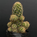 Mammillaria gracilis, 5-7cm