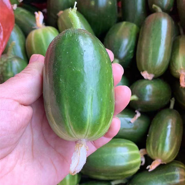 'Golden Boy' Cucumber F1 Seeds, 10 Seeds