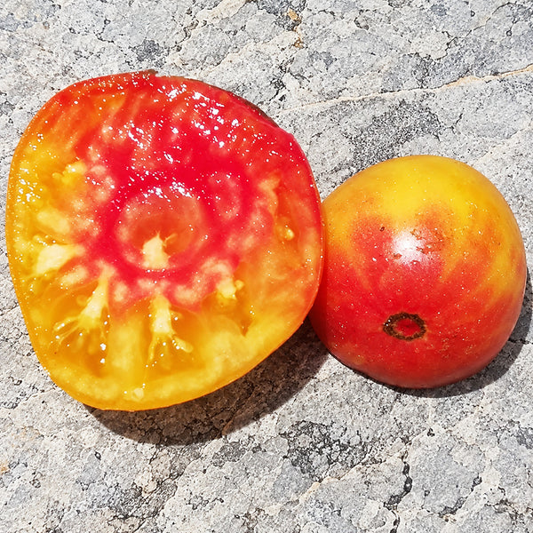 253 Dwarf Waratah Bi-Color Tomato, 5 Seeds