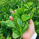 Jiemei Tendril-Free Pea Shoot Seeds, 100g