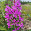 fireweed Seeds, 50 Seeds