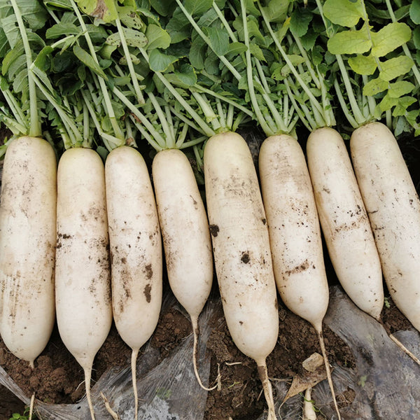 'Hanyuchun' White Radish Seeds, 10g