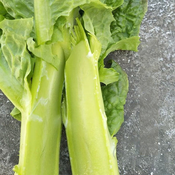 'Jiemei' Green Celtuce, 2000 Seeds