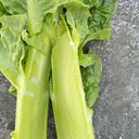 'Jiemei' Green Celtuce, 2000 Seeds
