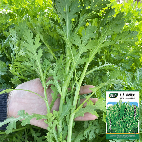 Heat Resistant Garland Chrysanthemum Seeds, 20 Grams ≈ 2000 Seeds