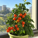 572 Eden Micro No. 3 Tomato, 5 Seeds