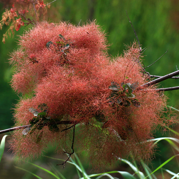 Smoke Tree Seeds, 10 Grams ≈ 80 Seeds