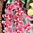 Hoya pubicalyx 'Pink Dragon', 5 Cuttings