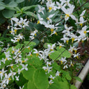 Epimedium Brevicornu Seeds, Pkt of 100