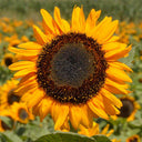 'Little Black Bear' Ornamental Sunflower Seeds, 1g