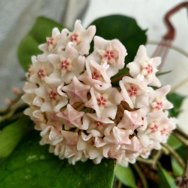 Hoya Jianfenglingensis, 5 Cuttings