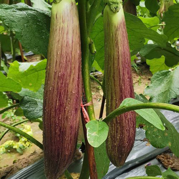 'Yu Zhusiqie 881' Hybrid Eggplant Seeds, 8g