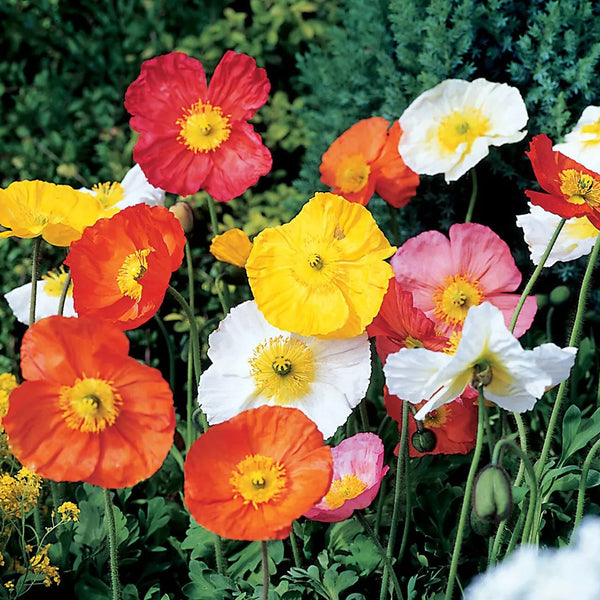 Iceland Poppy, 1g