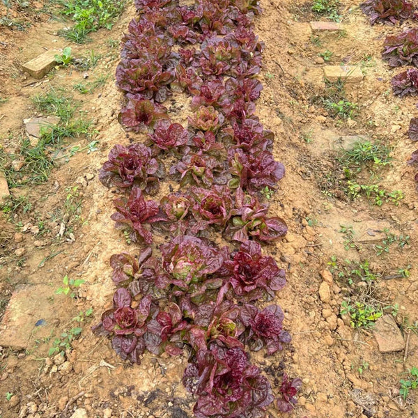 'Amethyst Cream' Lettuce Seeds, 2g