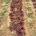 'Amethyst Cream' Lettuce Seeds, 2g