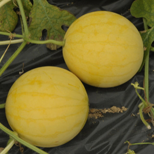 'Golden Baby' Watermelon Seeds