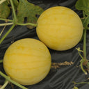 'Golden Baby' Watermelon Seeds