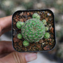 Aylostera 'Karel' Cactus, 2-3cm