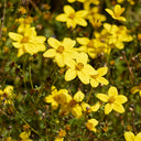 Spanish Needles, 200 Seeds