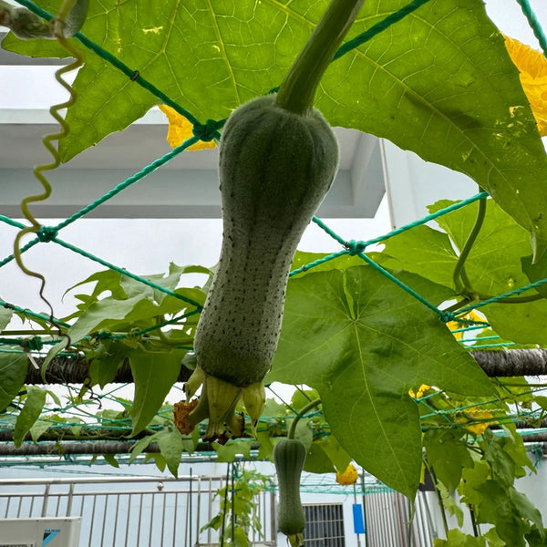 Yucui Sponge Gourd, 10 Seeds