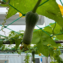 Yucui Sponge Gourd, 10 Seeds