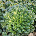 Wutacai, Black Cabbage Seeds, 5 × 5g Bags