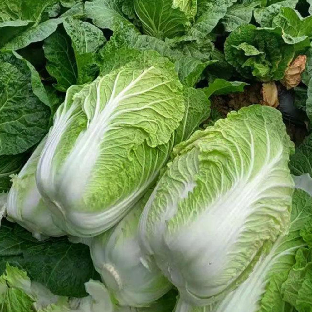 Fengkang 70 Chinese Cabbage Seeds, 5 × 3g Bags