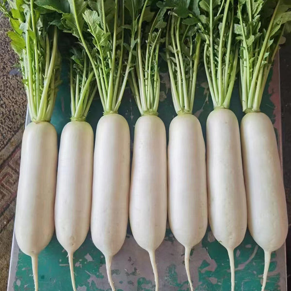 New White Jade Spring Radish Seeds, 5g