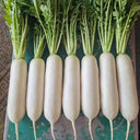 New White Jade Spring Radish Seeds, 5g