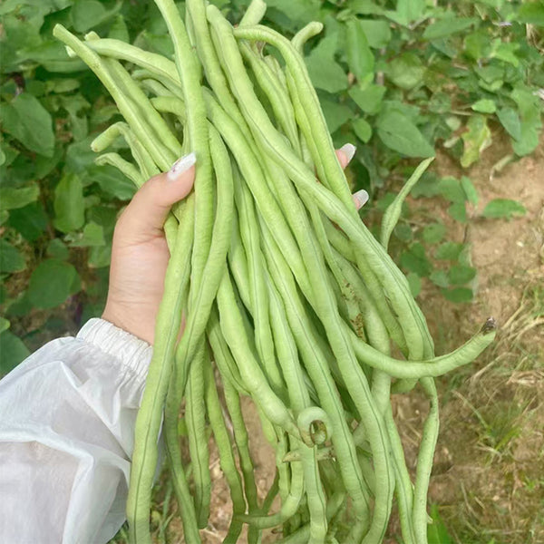 'Jiemei' Tianzhu White Long Bean Seeds, 20g