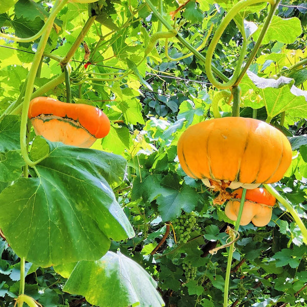 Censer Squash Seeds, 5g