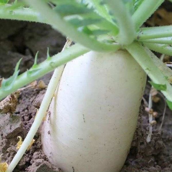 Summer-Autumn White Jade Radish Seeds, 5g
