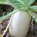 Summer-Autumn White Jade Radish Seeds, 5g