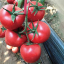 Kuwait No.4 Pink Tomato Hybrid Seeds, 20 Seeds