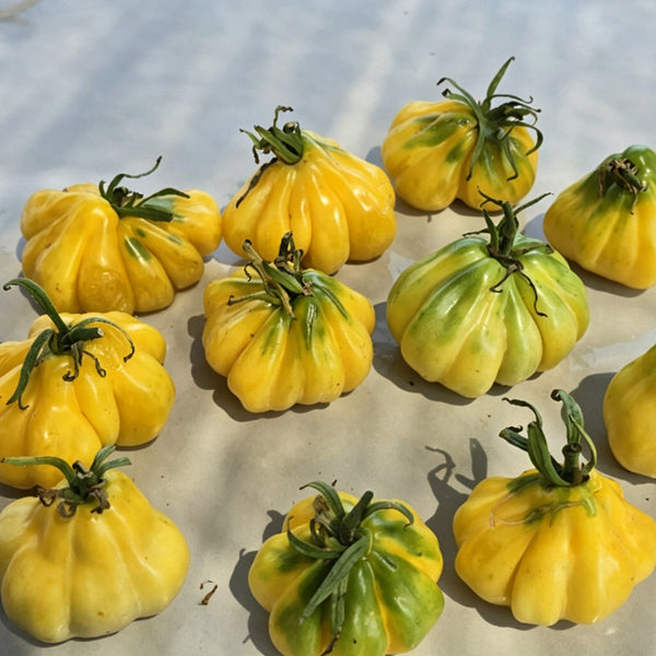 614 Tlacolula White Tomato, 5 Seeds