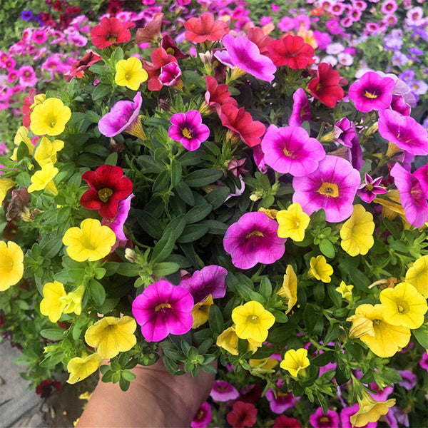 Hezhichun Mixed Color Petunia Seeds, 1g