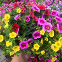 Hezhichun Mixed Color Petunia Seeds, 1g