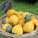 Little Rascal Gourd Seeds, 2g