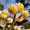 Oriental Paperbush, 100 Seeds
