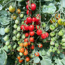 Hongcuili Cherry Tomato Seeds, 20 Seeds