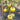 White Wax Tomato, 10 Seeds