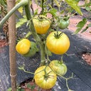 White Wax Tomato, 10 Seeds