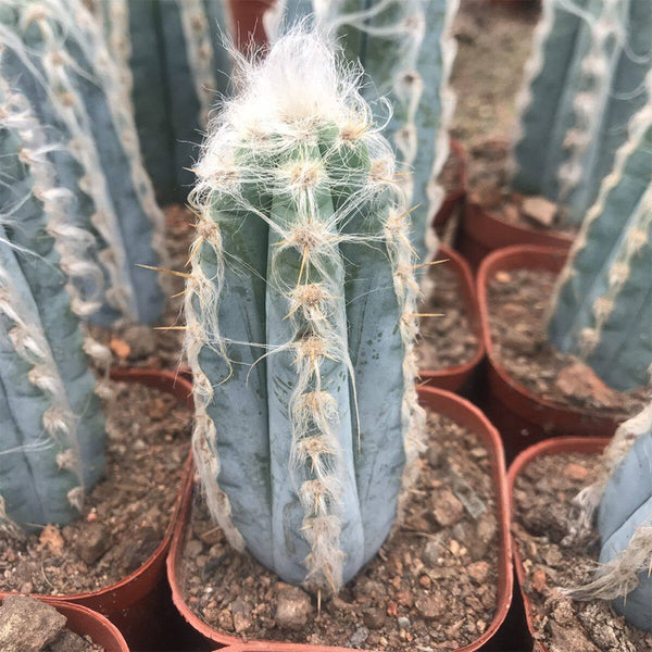 Pilosocereus azureus, 9-10cm