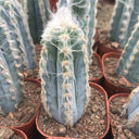 Pilosocereus azureus, 9-10cm