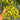 Sweet Mystic Realm Tomato, 5 Seeds