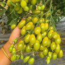 Sweet Mystic Realm Tomato, 5 Seeds